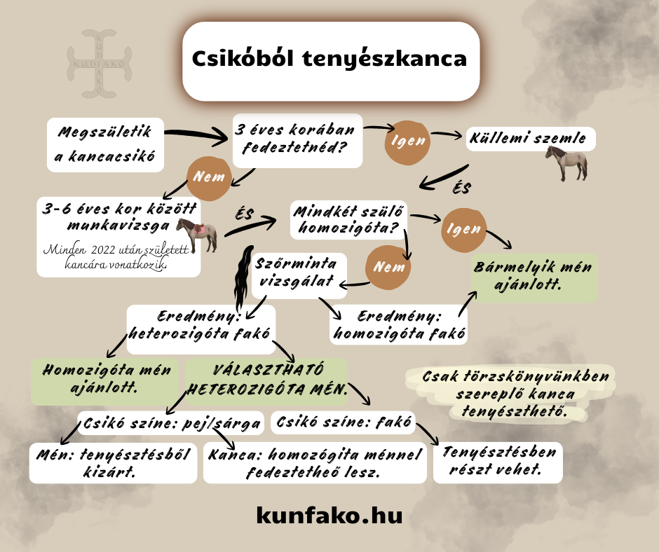csikobol_tenyeszkanca.png