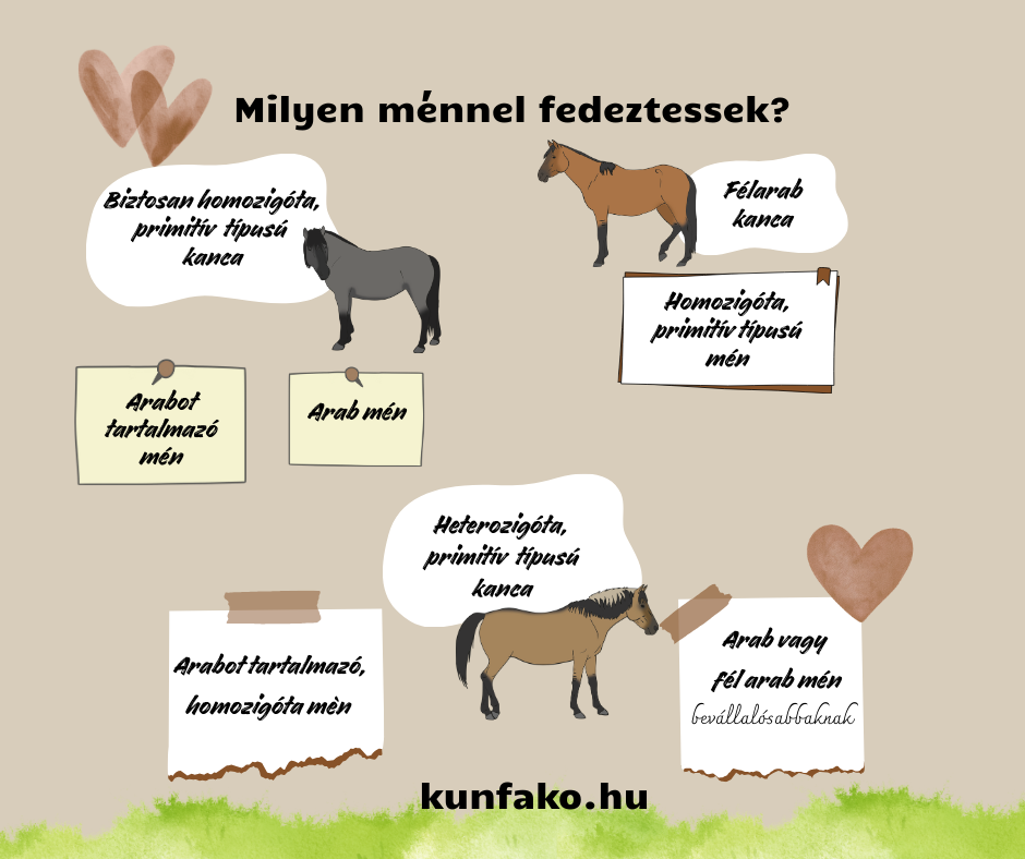 kancara_milyen_men.png