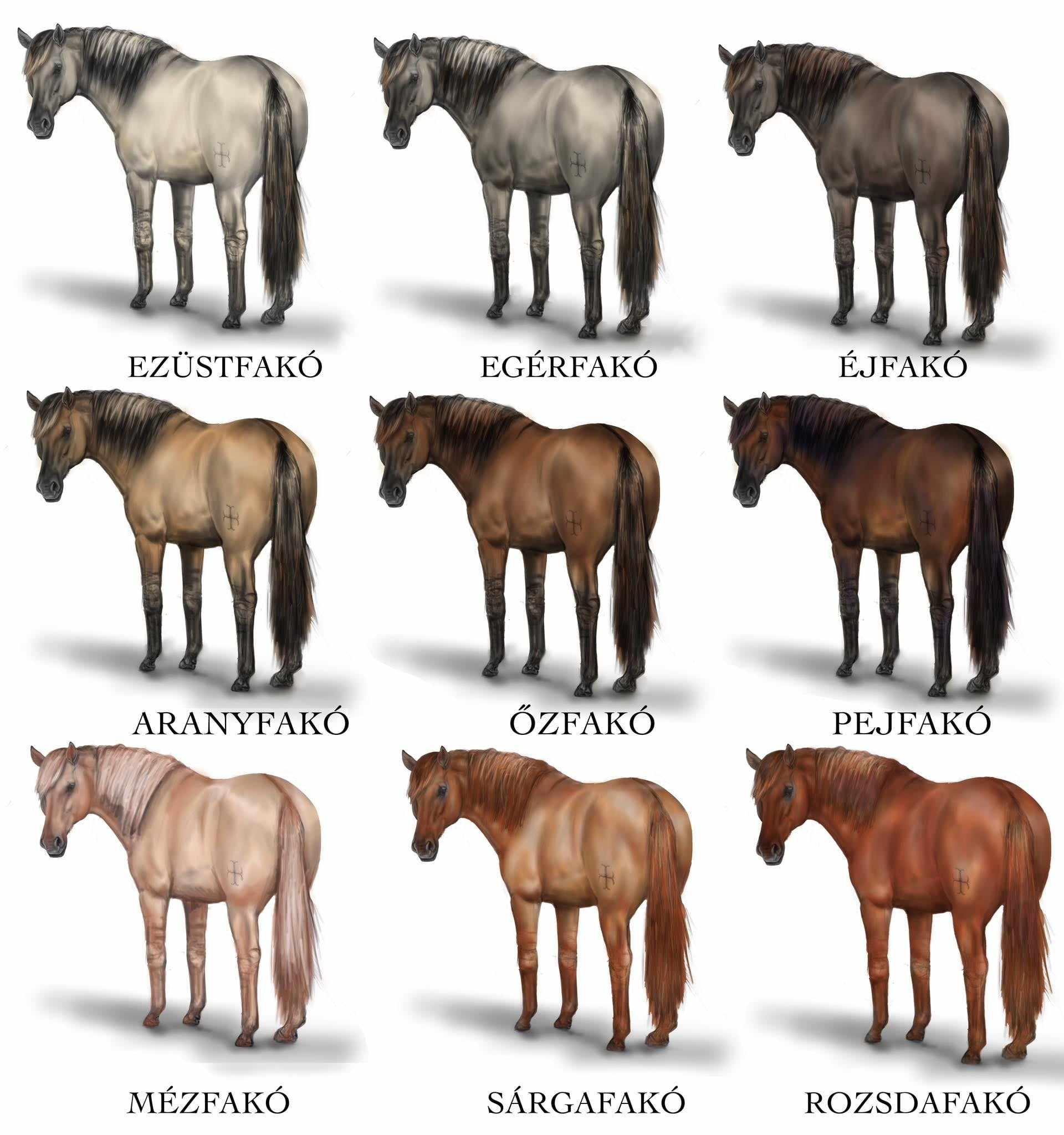 A színekről kunfako_szinek_felirattal.jpg