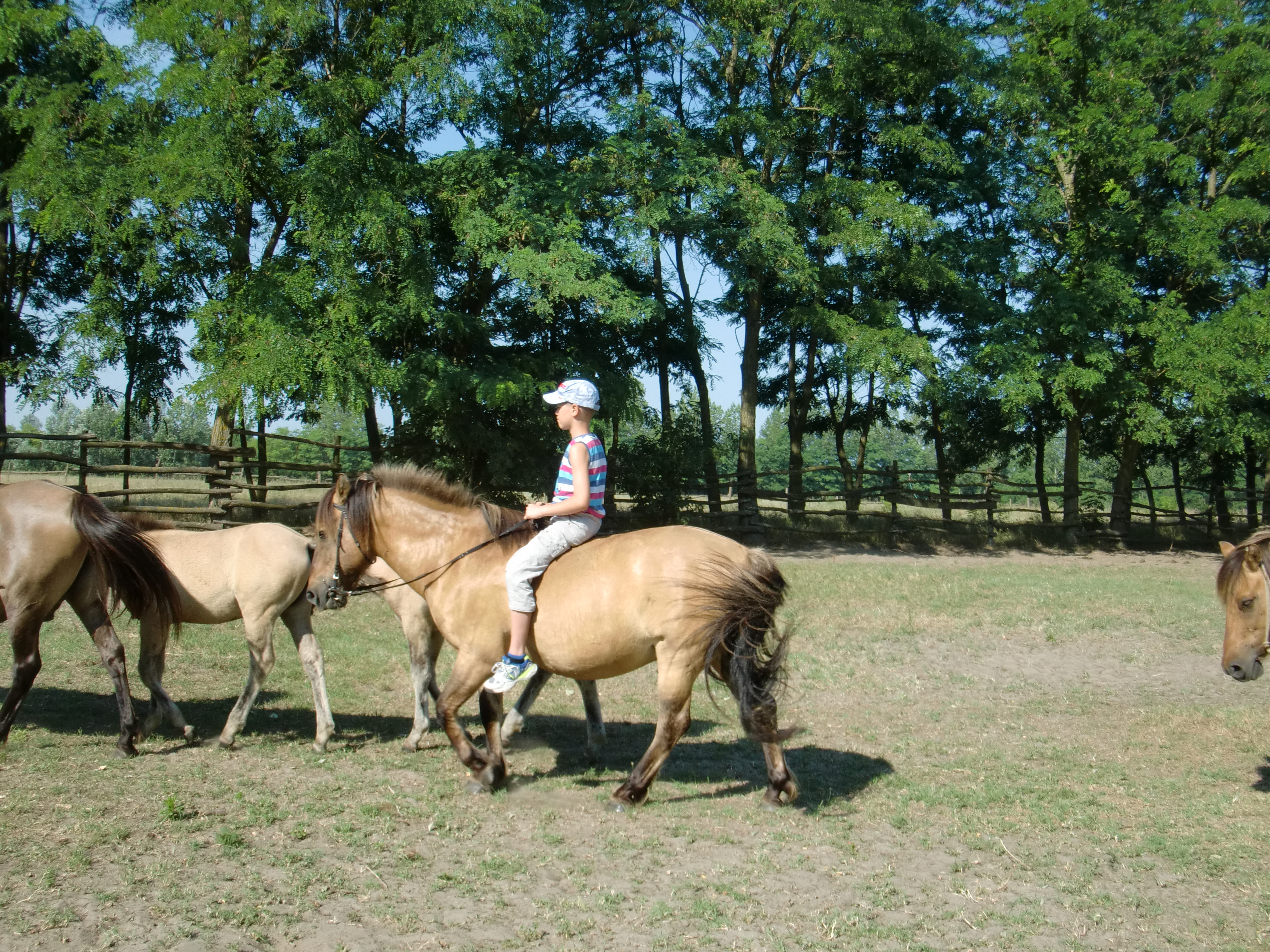 2013 Nyár