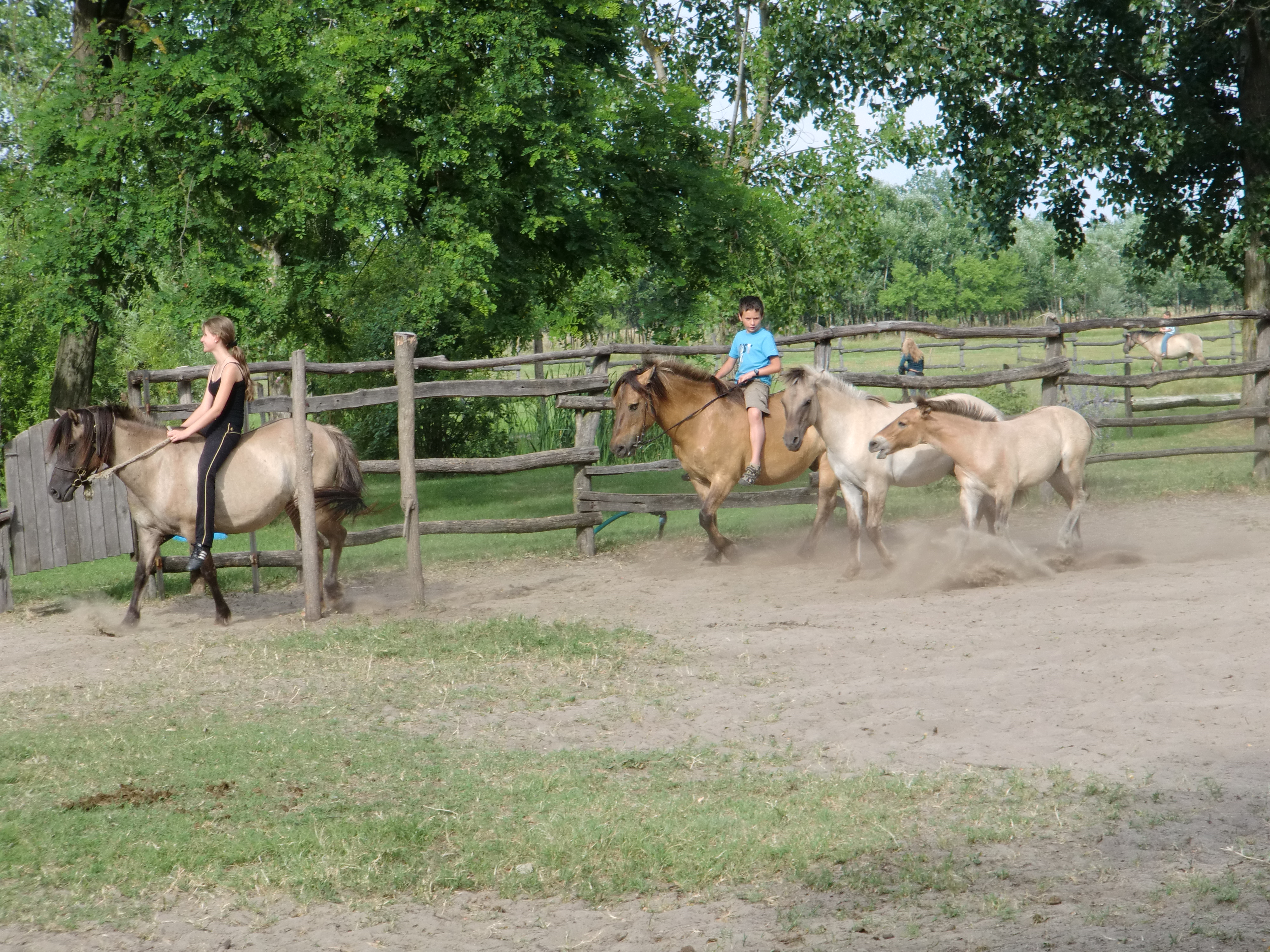 2013 Nyár