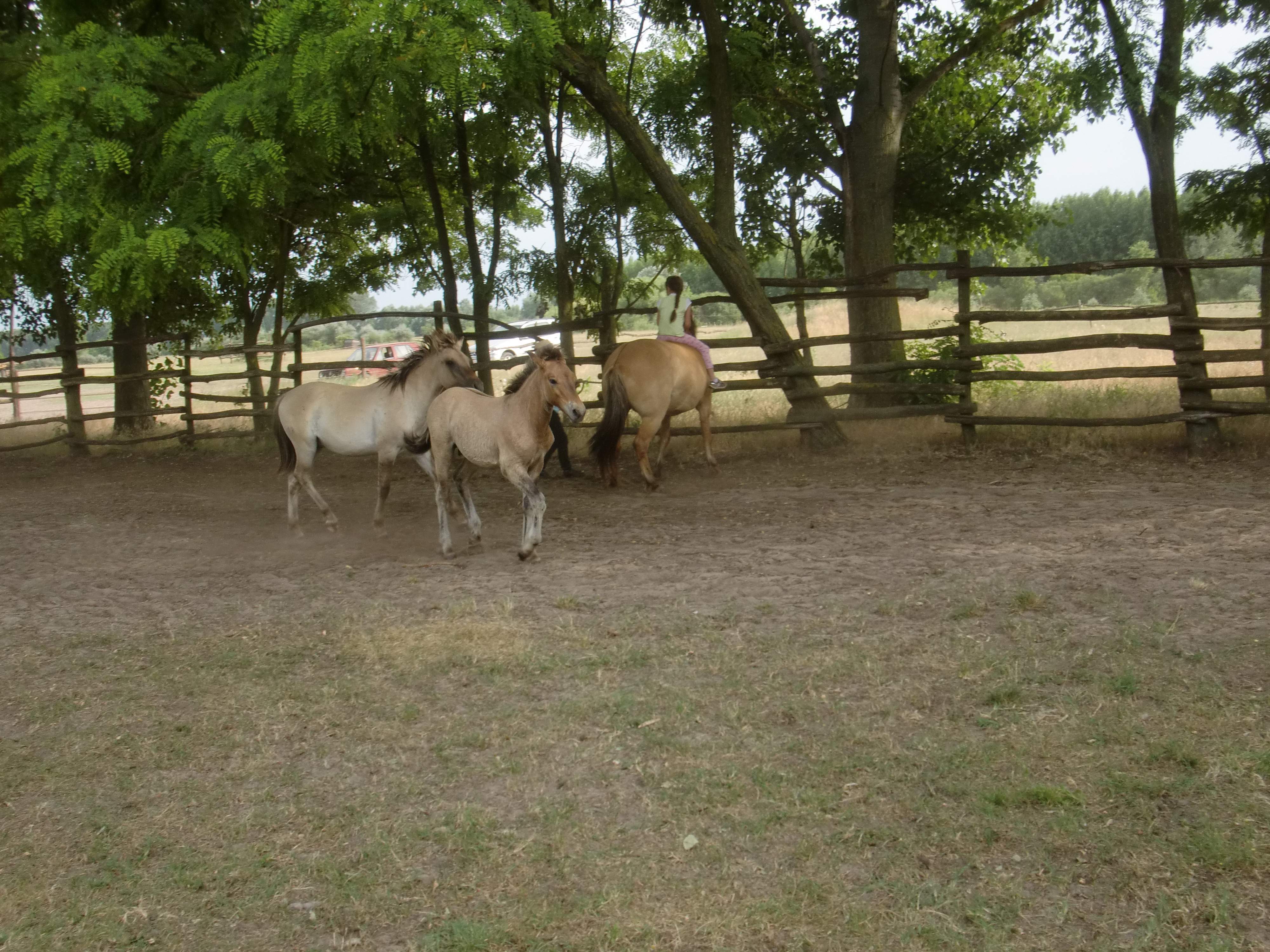 2013 Nyár