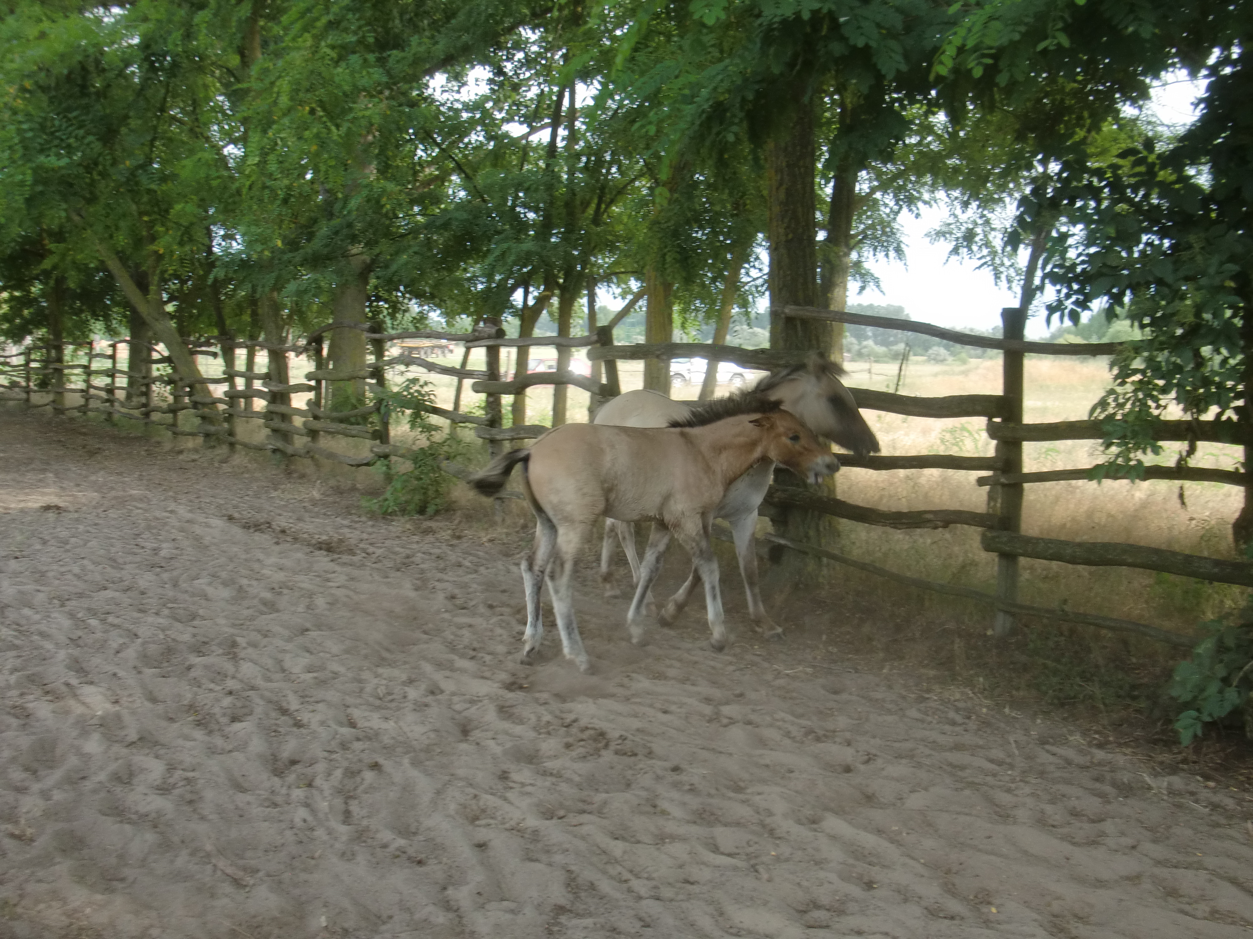 2013 Nyár
