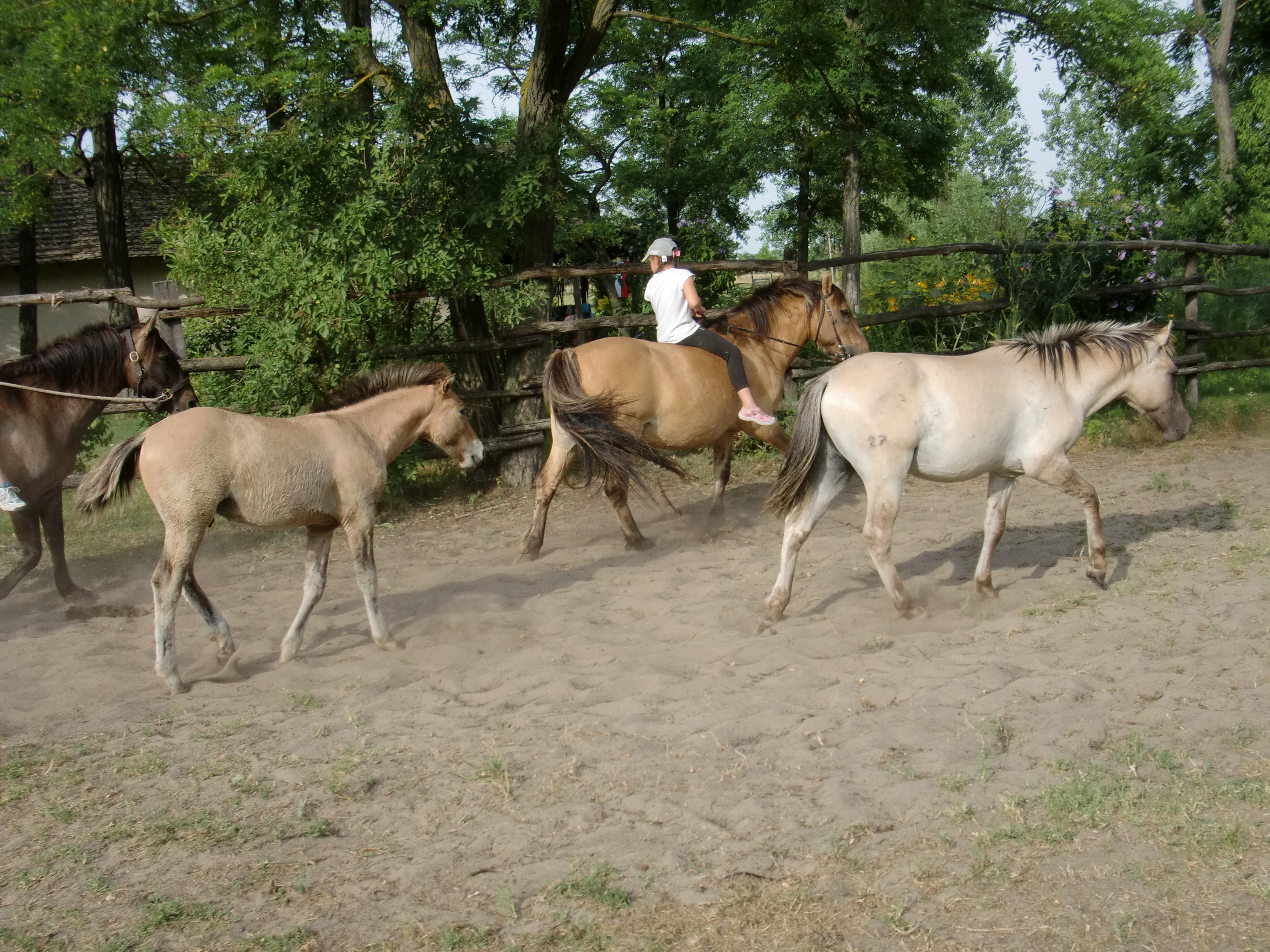 2013 Nyár