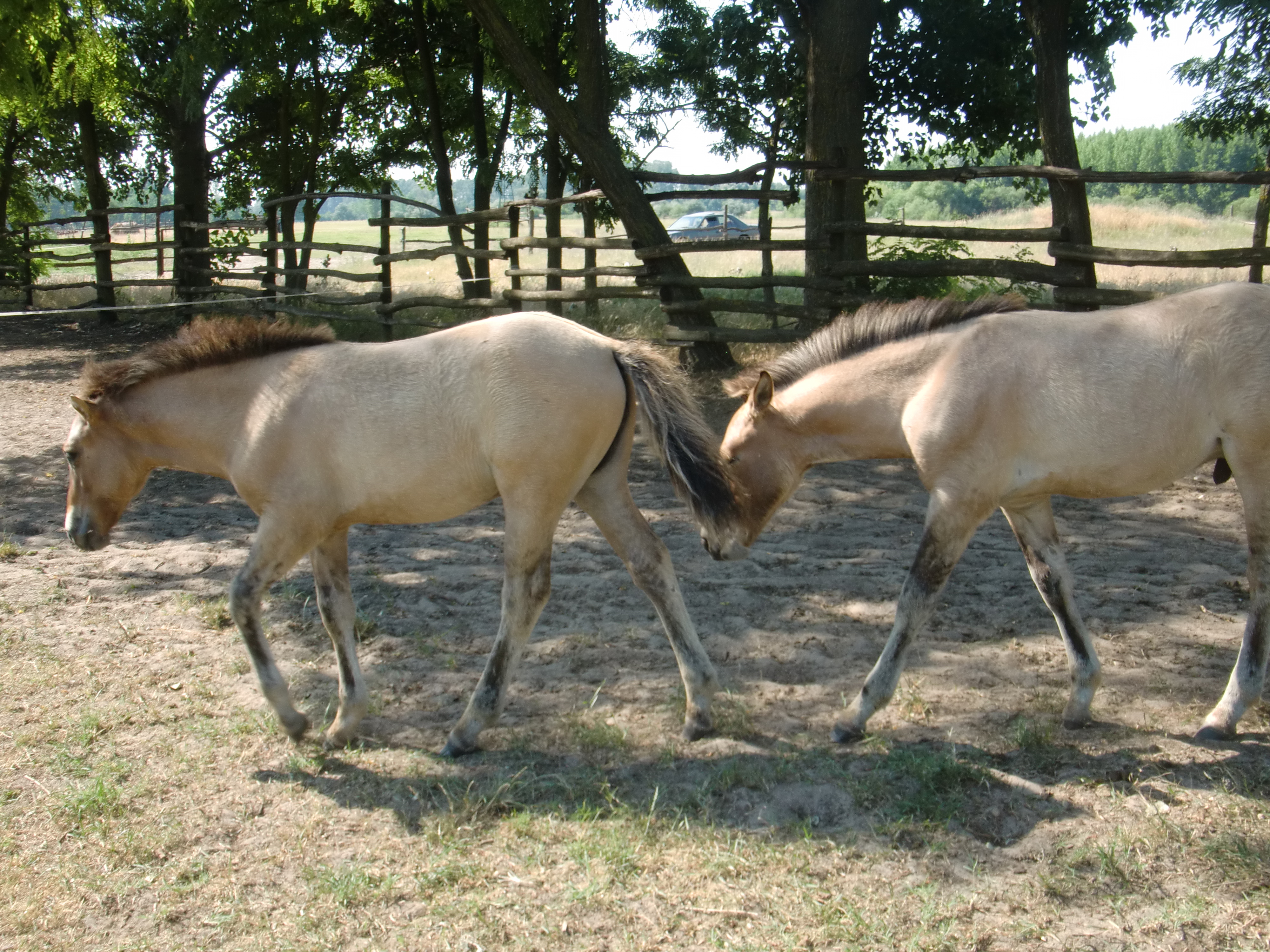 2013 Nyár