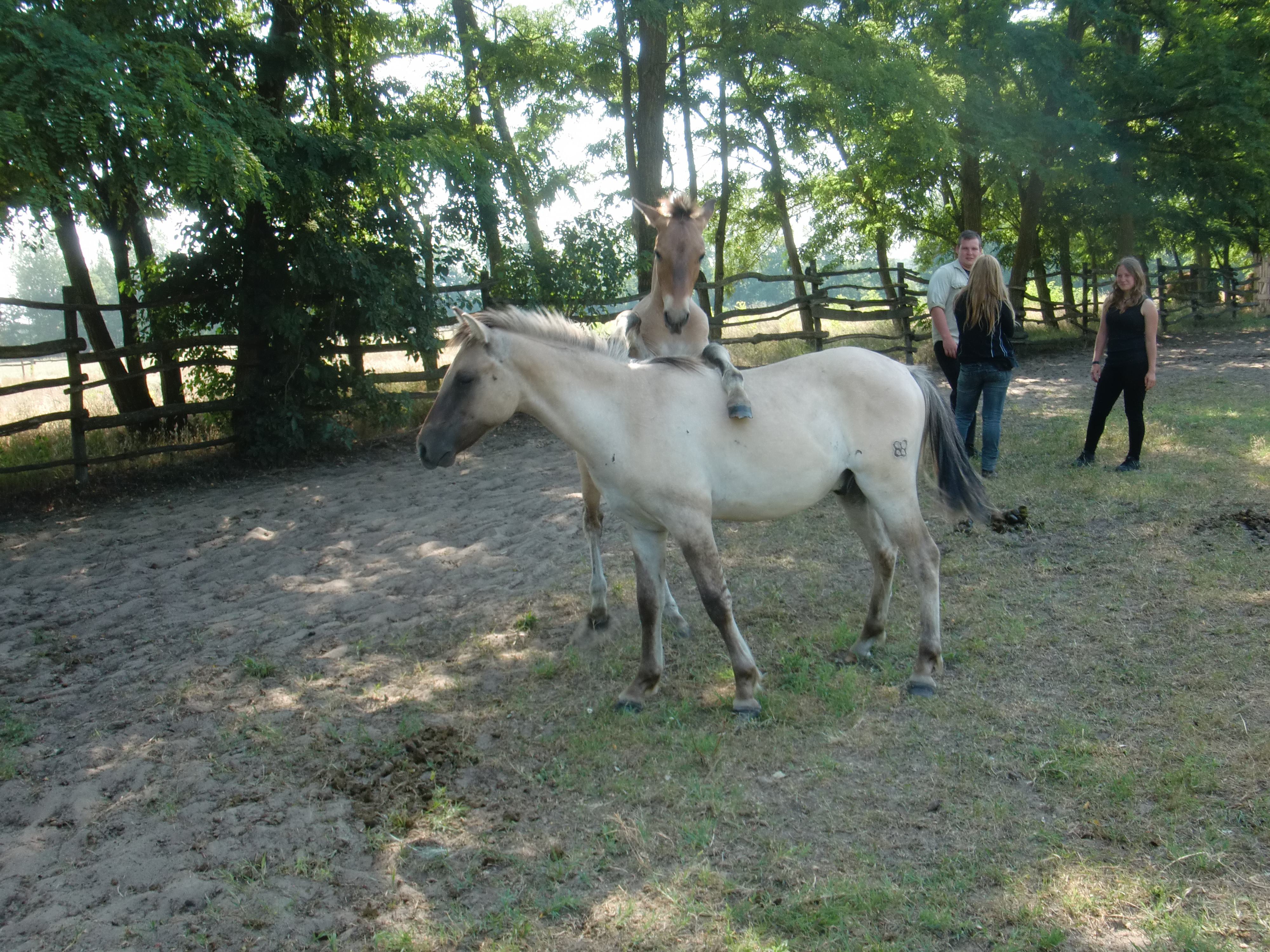 2013 Nyár